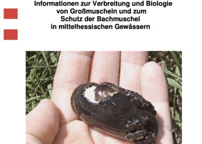 Grossmuscheln in Mittelhessen
