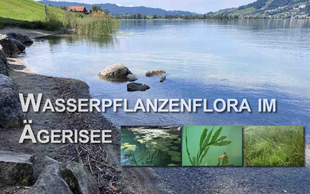 Wasserpflanzenflora im Ägerisee